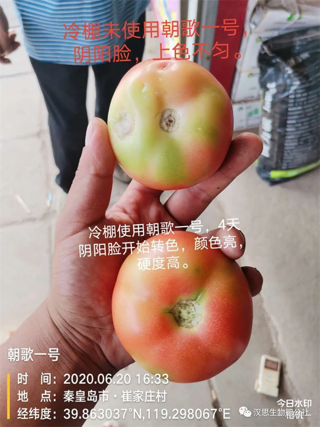 意外驚喜，《朝歌一號(hào)》不光解決西紅柿陰陽(yáng)臉，還能能讓土壤踩上去軟軟的！