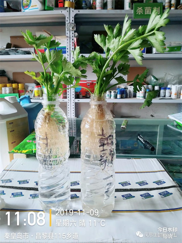 意外驚喜，《朝歌一號(hào)》不光解決西紅柿陰陽(yáng)臉，還能能讓土壤踩上去軟軟的！