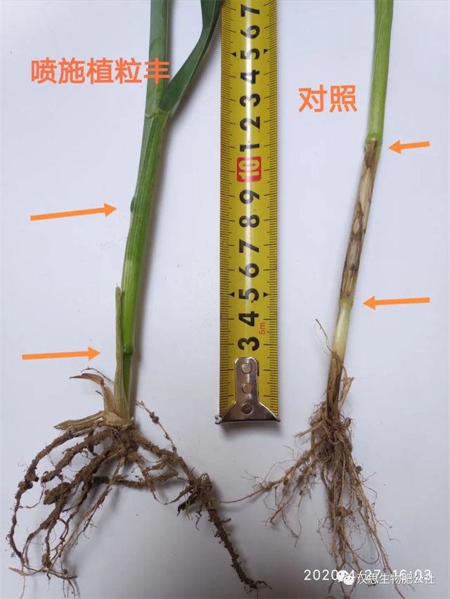 當(dāng)磷酸二氫鉀遇上氨基酸水溶肥，“黃金搭檔”增產(chǎn)很輕松產(chǎn)很輕松