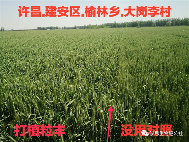 當(dāng)磷酸二氫鉀遇上氨基酸水溶肥，“黃金搭檔”增產(chǎn)很輕松產(chǎn)很輕松