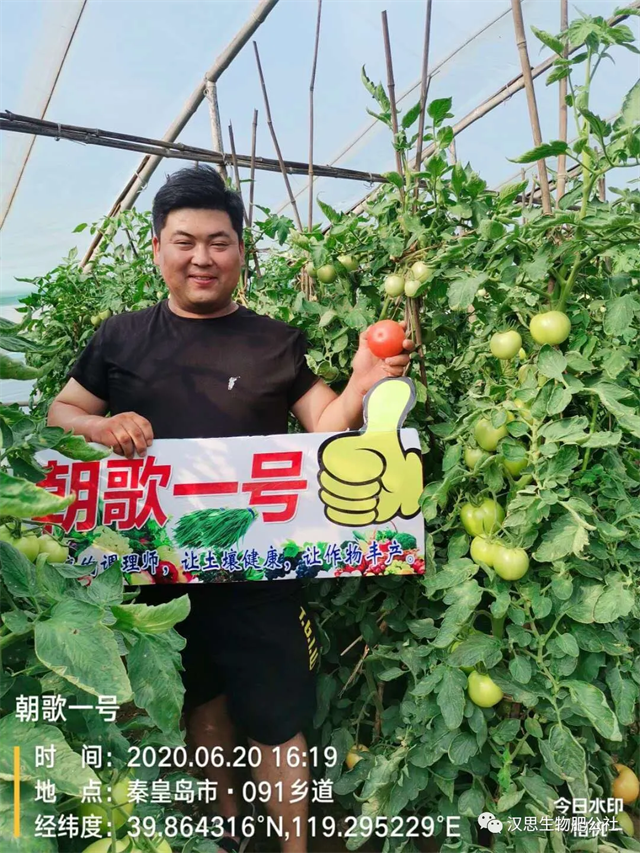 意外驚喜，《朝歌一號(hào)》不光解決西紅柿陰陽(yáng)臉，還能能讓土壤踩上去軟軟的！