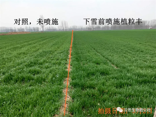 當(dāng)磷酸二氫鉀遇上氨基酸水溶肥，“黃金搭檔”增產(chǎn)很輕松產(chǎn)很輕松