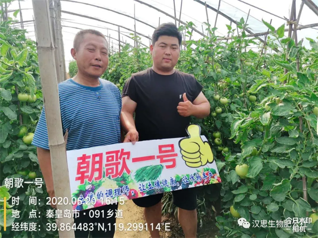 意外驚喜，《朝歌一號(hào)》不光解決西紅柿陰陽(yáng)臉，還能能讓土壤踩上去軟軟的！