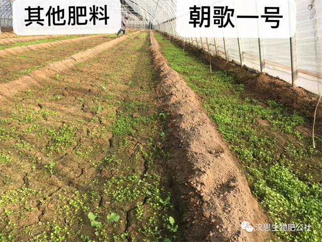 意外驚喜，《朝歌一號(hào)》不光解決西紅柿陰陽(yáng)臉，還能能讓土壤踩上去軟軟的！