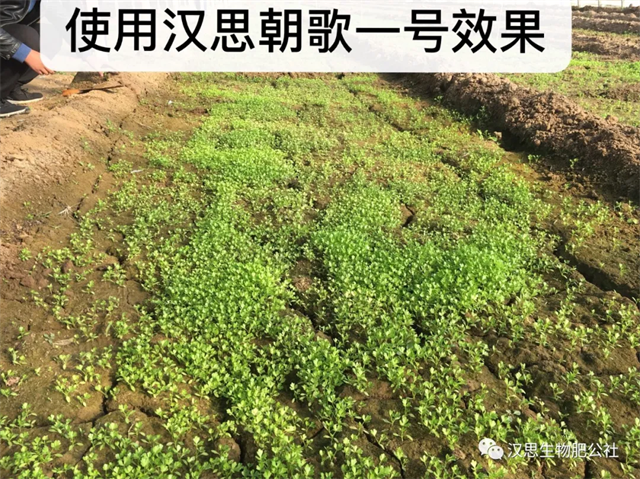 意外驚喜，《朝歌一號(hào)》不光解決西紅柿陰陽(yáng)臉，還能能讓土壤踩上去軟軟的！