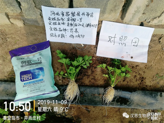 意外驚喜，《朝歌一號(hào)》不光解決西紅柿陰陽(yáng)臉，還能能讓土壤踩上去軟軟的！