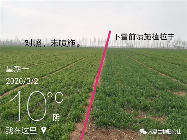 當(dāng)磷酸二氫鉀遇上氨基酸水溶肥，“黃金搭檔”增產(chǎn)很輕松產(chǎn)很輕松
