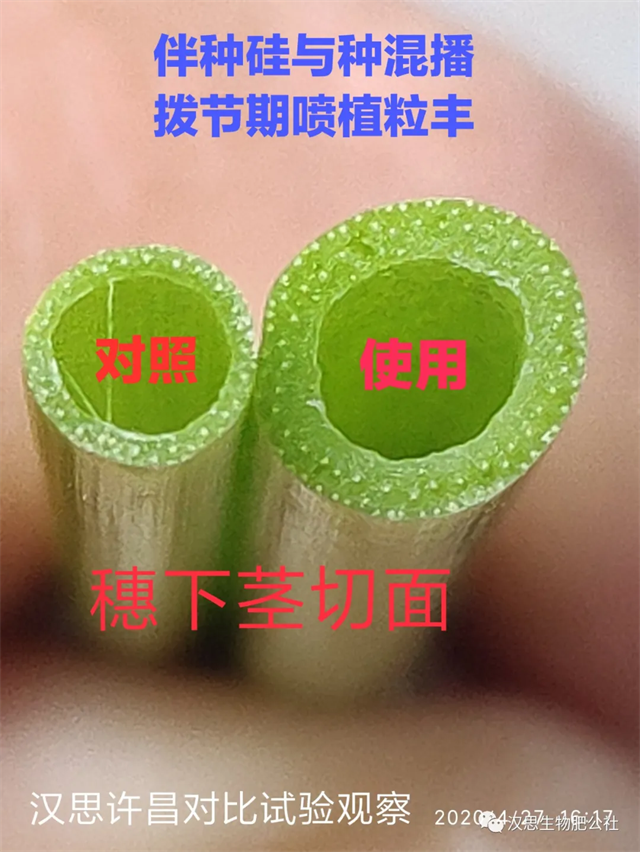 當(dāng)磷酸二氫鉀遇上氨基酸水溶肥，“黃金搭檔”增產(chǎn)很輕松產(chǎn)很輕松