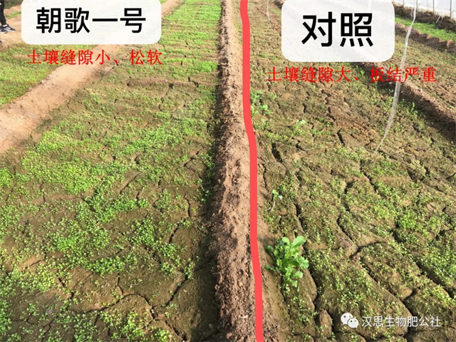 意外驚喜，《朝歌一號(hào)》不光解決西紅柿陰陽(yáng)臉，還能能讓土壤踩上去軟軟的！