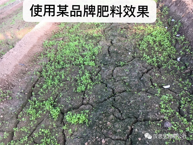 意外驚喜，《朝歌一號(hào)》不光解決西紅柿陰陽(yáng)臉，還能能讓土壤踩上去軟軟的！