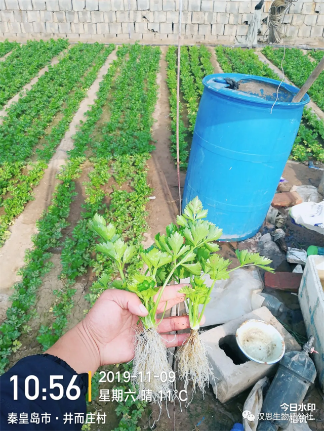 意外驚喜，《朝歌一號(hào)》不光解決西紅柿陰陽(yáng)臉，還能能讓土壤踩上去軟軟的！